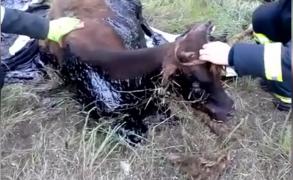 Intervenţie a pompierilor pentu a scoate un viţel căzut într-o groapă plină cu păcură, în portul Midia din Constanţa