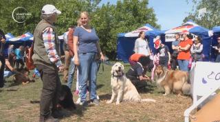 Animalele de companie sunt loiale și fără pedigree