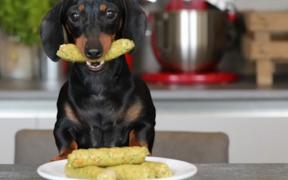 Cățel din Marea Britanie, dependent de crenvurștii vegani