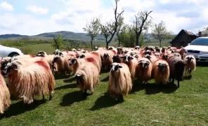 Măsuratul oilor, o tradiție de sute de ani la poalele Muntelui Semenic