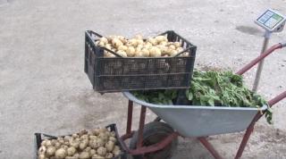 Este cea mai scumpă primăvară din ultimii ani. Cartofii au ajuns mâncare de lux