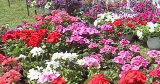 Iubitorii de frumos s-au adunat la Târgul Floral din satul Curteni