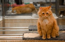 Pisicile au puteri supranaturale, conform cercetătorilor americani