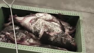 Sute de tone de peşte cu mercur, aduse în România. Marfa otrăvită a ajuns chiar în mari magazine (Video)