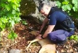 Un pui de căprioară, salvat după ce a fost lovit de o mașină, lângă Băile Herculane