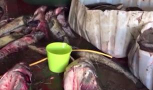 Noi dezvăluiri apar în cazul peştelui contaminat cu metale grele (Video)