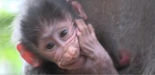 Pui de pavian născut la Grădina Zoologică din Hunedoara