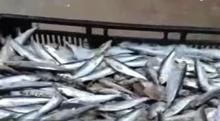 Zeci de oameni audiați la Constanța, în scandalul peștelui contaminat cu mercur