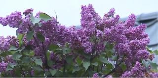 În Mureş se prepară dulceaţă şi sirop din flori de liliac