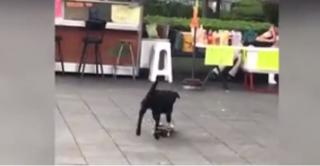 Câine implicat într-un accident de skateboard (Video)