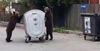 Buşteni a devenit staţiunea preferată a urșilor