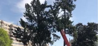 Copac ocrotit de lege, salvat de la tăiere cu ajutorul unei macarale