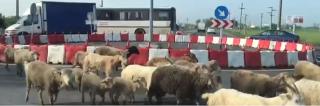 O turmă de oi a blocat Drumul European E85