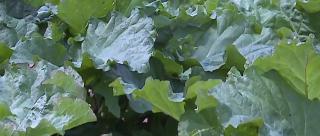 Rubarba, o afacere profitabilă. Se pot scoate şi de zece ori banii