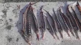 Braconieri prinși cu 60 de kilograme de sturioni din Marea Neagră