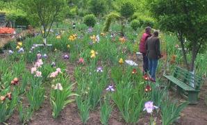 Un horticultor din Vaslui are cea mai mare colecție de iriși din România