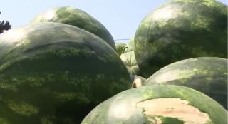 Pepenii româneşti se lasă aşteptaţi, din cauza condiţiilor meteo