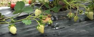 Ploile în exces au distrus căpşunile româneşti