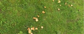 Şapte arădeni internaţi în stare gravă. Au cules ciuperci otrăvitoare