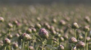 Bujorul românesc are succes la Bursa de flori din Olanda