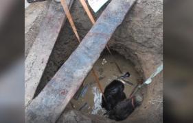 Misiune contracronometru pentru salvarea unui cal căzut într-o groapă adâncă (Video)