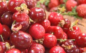 Dilema cireşelor din pieţe. Sunt sau nu româneşti? (Video)