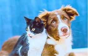 S-a inventat dispozitivul de hrănit animale de la distanţă