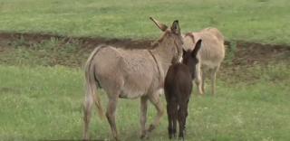 Afacerea cu lapte de măgăriţă, profitabilă la Cluj