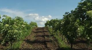 Socata, băutura copilăriei noastre, se poate transforma într-o afacere de succes (Video)