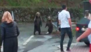 Localnicii de la Băile Tuşnad trăiesc în fiecare zi cu spaimă, de frica urşilor înfometaţi (Video)