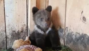 Un pui de urs orfan a înduioşat internetul