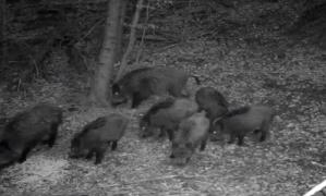 Alertă în Prahova! Au fost confirmate şapte cazuri de pestă porcină africană la mistreţi