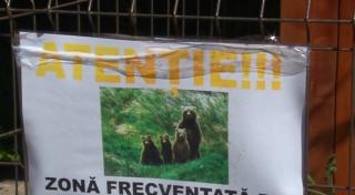 Primarul din Arefu, Argeș, vrea ca Iohannis și parlamentarii să adopte câte un urs