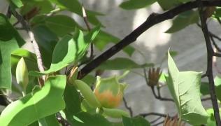 Arborele de lalea din Arad, o plantă rară în lume