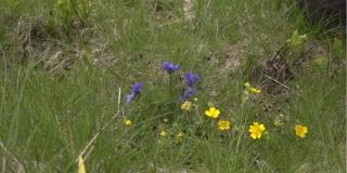 Munţii din Parcul Natural Grădiştea Muncelului, acoperiţi de narcise sălbatice