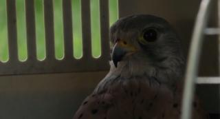 Un șoim s-a recuperat miraculos la Zărnești, după ce a fost lovit de o mașină