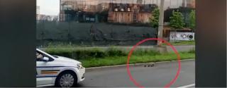 Poliţiştii din Cluj au salvat o raţă şi pe puii acesteia (Video)