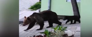 Cofetărie din Băile Tuşnad, centru de atracţie pentru urşii din zonă (Video)