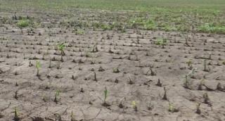 Culturile din Călăraşi, compromise din cauza vremii