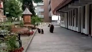 O ursoaică cu trei pui "s-a mutat" din pădure în staţiunea Băile Tuşnad (Video)