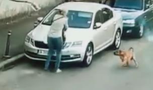 O femeie și câinele ei, atacați de un Amstaff lăsat liber pe stradă, în București