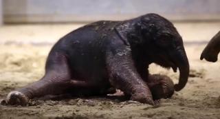 Primii pași pentru un pui de elefant, filmați într-o grădină zoologică din Belgia (Video)