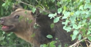 Două turiste au fost atacate de urs, lângă Lacul Sfânta Ana (Video)