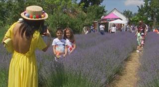 Festival dedicat lavandei în Fibiș, în județul Timiș