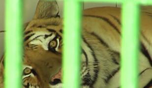 Tigroaica Bagheera s-a îmbolnăvit, misiune de salvare contracronometru la Grădina Zoologică din Galaţi