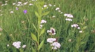 Din ce în ce mai mulţi agricultori renunţă la culturile tradiţionale, în favoarea celor de plante medicinale