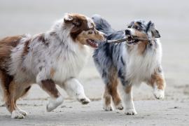 Proprietarii câinilor agresivi se supun unei legi vechi de mai bine de 20 de ani (Video)