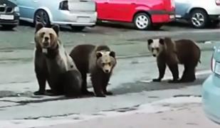 Sat din Mureș, terorizat de urși. Pagubele sunt uriașe