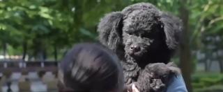 S-au inventat măştile care imită fizionomia animalului de companie