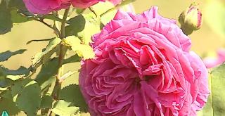 Comerţul cu produse din trandafiri, o afacere profitabilă